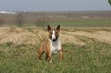 BULL TERRIER MINIATURE 345
